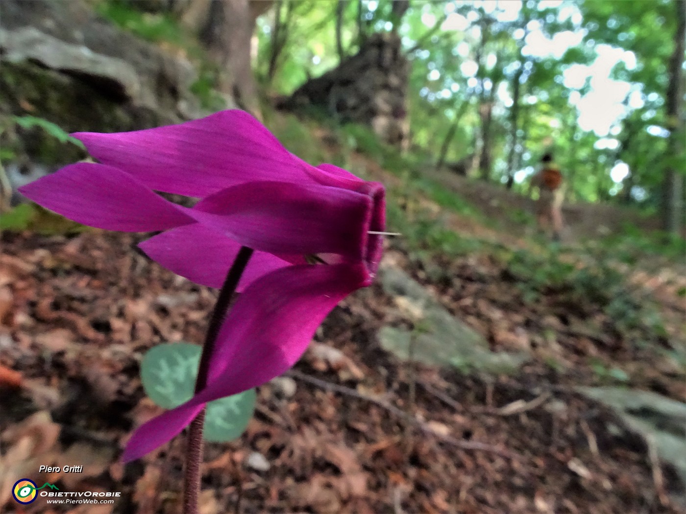 16 Ciclamini in fiore sul nostro cammino.JPG